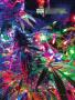 Page: - 21 | High Times