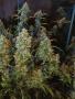 Page: - 55 | High Times