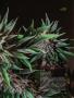 Page: - 63 | High Times