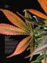 Page: - 64 | High Times