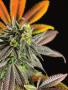 Page: - 65 | High Times