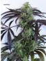Page: - 67 | High Times
