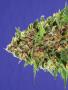 Page: - 68 | High Times