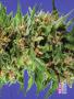 Page: - 69 | High Times