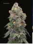 Page: - 70 | High Times
