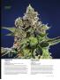Page: - 71 | High Times