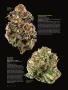 Page: - 72 | High Times
