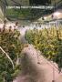 Page: - 78 | High Times