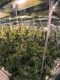 Page: - 79 | High Times
