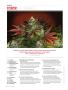 Page: - 8 | High Times