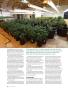 Page: - 80 | High Times