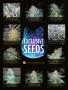 Page: - 87 | High Times