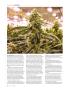Page: - 98 | High Times