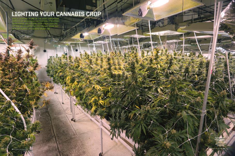 LIGHTING YOUR CANNABIS CROP