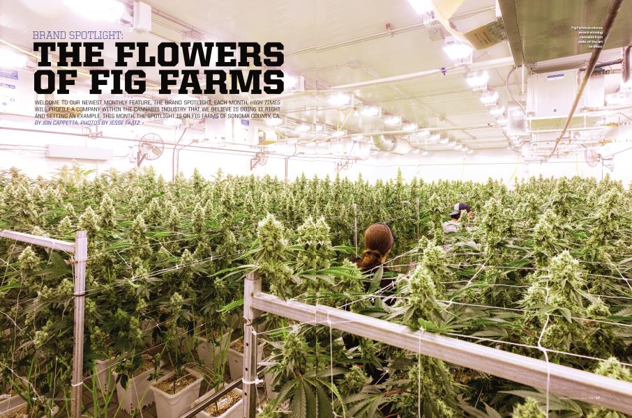 BRAND SPOTLIGHT THE FLOWERS OF FIG FARMS High Times December 2019