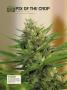 Page: - 122 | High Times