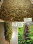 Page: - 124 | High Times
