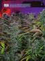 Page: - 16 | High Times