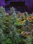 Page: - 17 | High Times