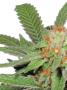 Page: - 18 | High Times