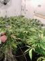 Page: - 63 | High Times