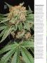 Page: - 64 | High Times