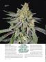 Page: - 66 | High Times