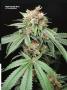 Page: - 67 | High Times