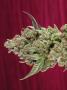 Page: - 68 | High Times
