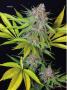 Page: - 70 | High Times