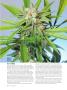 Page: - 72 | High Times