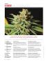 Page: - 8 | High Times