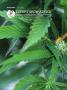 Page: - 104 | High Times