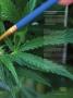 Page: - 105 | High Times