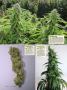 Page: - 120 | High Times