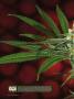 Page: - 16 | High Times