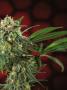 Page: - 17 | High Times
