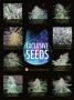 Page: - 25 | High Times
