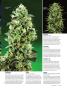 Page: - 63 | High Times