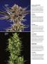 Page: - 64 | High Times