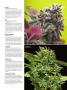 Page: - 65 | High Times