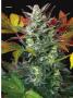 Page: - 67 | High Times