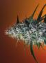 Page: - 68 | High Times