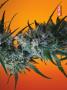 Page: - 69 | High Times