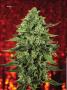 Page: - 70 | High Times