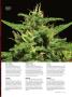 Page: - 71 | High Times