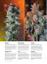 Page: - 72 | High Times