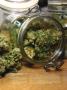 Page: - 107 | High Times