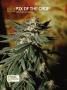 Page: - 120 | High Times