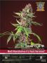Page: - 25 | High Times